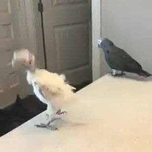 Des oiseaux qui ont le sens du rythme!